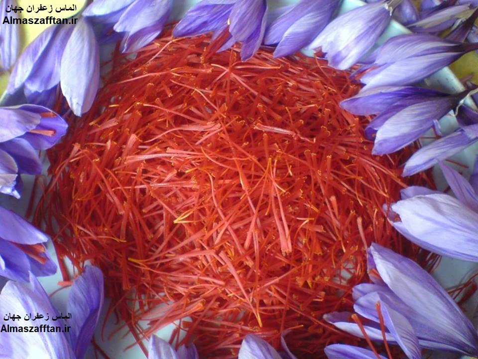 major-purchase-of-saffron-for-export